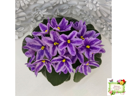 DS-Лавандовая Сказка (Dimetris) химера (укоренённый пасынок)