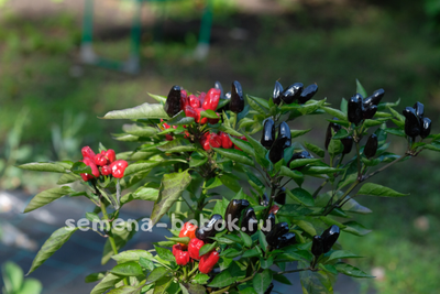 Перец острый Турецкий Цветок (Turkish Flower), 10 шт