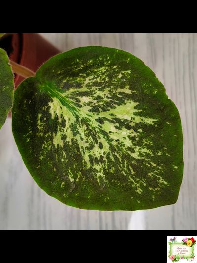 Lilian Sparkler (E.Champion) (мозаичник)