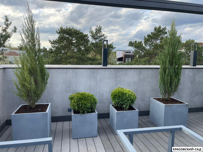 Туя Глобоза - Globosa