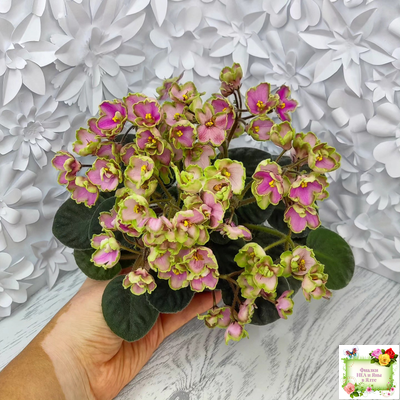 ЛЕ-Ярита (Е.Лебецкая) 2016 г.