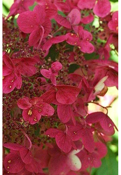 Гортензия метельчатая Wim's Red