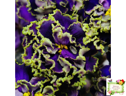 РС-Дремучий Лес (С. Репкина) 2019 г.