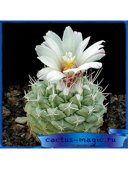 Strombocactus disciformis