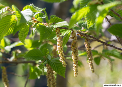Граб обыкновенный - Carpinus