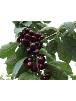 Дюк Ночка (вишнево- черешневый гибрид) (Ранний),