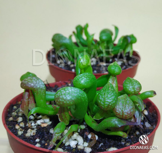 Дарлингтония Калифорнийская - Darlingtonia Сalifornica