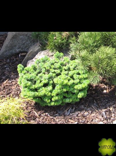 Пихта бальзамическая "Пикколо" (1 м)