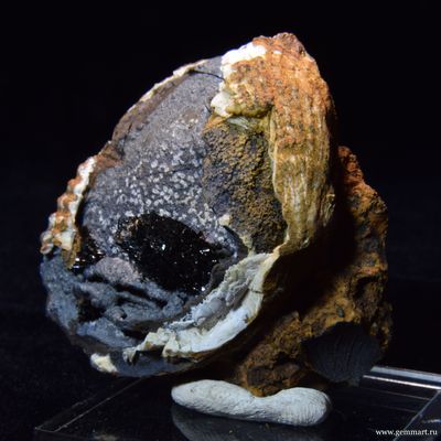 Керченит и силомелан в полости морской ракушки. 61*57*26мм