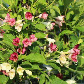 Вейгела Marjorie, ЗКС