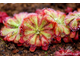 Drosera Aliciae