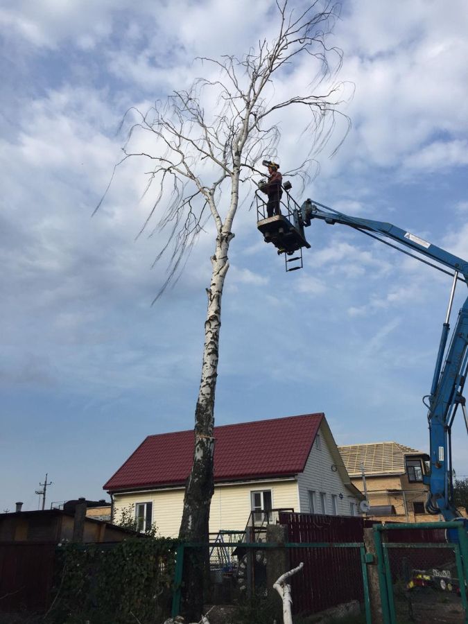 Спил  березы с автовышки в Юрьево