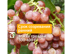 Кишмиш Красный мускатный