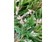 Можжевельник горизонтальный Andora Variegata