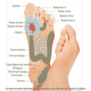Система соответствия внутренних органов и частей тела на стопах (Су-Джок). ВЫНОСНЫЕ ЭЛЕКТРОДЫ ДЭНАС.