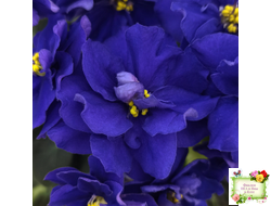 Р-Голубика (В. Зуб) 2023 г.