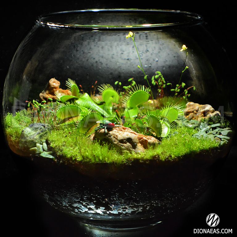 Купить Венерину Мухоловку Флорариум с хищным растением (Florarium) от ...