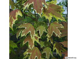 Клен остролистный Друммонди - Drummondii