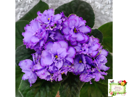 Blue Dragon (LLG/P.Sorano) (9516) 12/17/2005