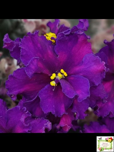 ВаТ-Тип-Топ (Т. Валькова) 2015 г. (лист посажен 04.02.26)