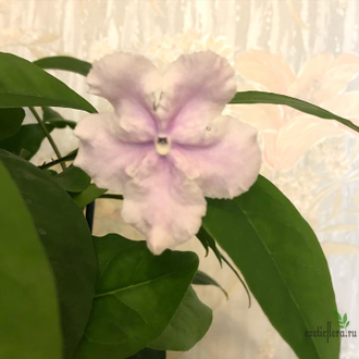 Brunfelsia Australis