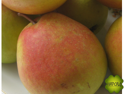 Груша "НИКА" (сентябрь и хранится, мякоть сочная, кремовая) саженец 3 года