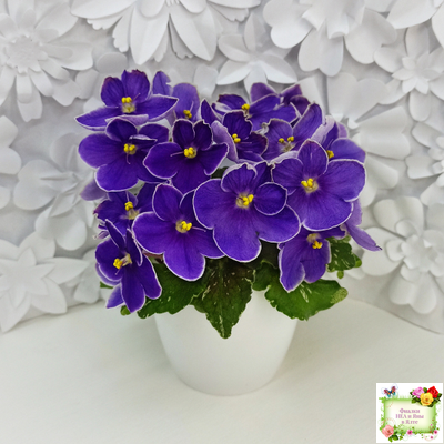 АВ-Контрольный Выстрел (Фиалковод) 2020 г. (пестролистный гёрл)