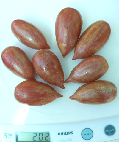 Томат Конфета сладкая сосулька (Candy Sweet Icicle)