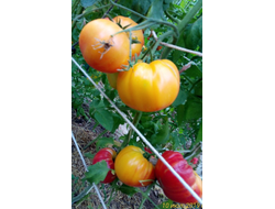 Томат Закат Алегени (Alleghany Sunset)