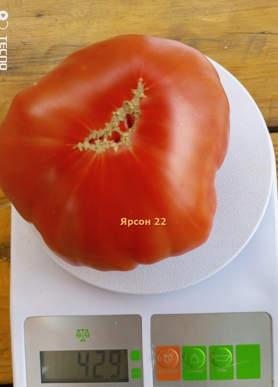 Томат Ярсон 22 (Jarson 22) Польша