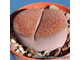 Lithops aucampiae Niekerkshoep (MG-1541.991) - 10 семян