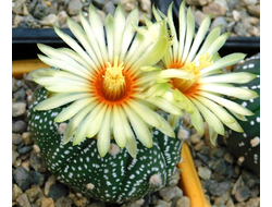 Astrophytum AS SUPER TOKUSHIRO x AS HANSOMON (1044) - 10 семян