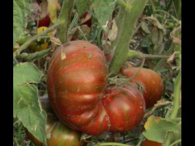 Томат Шоколадные полосы (Chocolate Stripes)