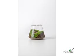 Чаша Пузырь Biolark Two (120мм х 105мм)