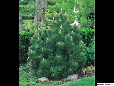 Сосна Гельдрейха - Pinus Heldreichii