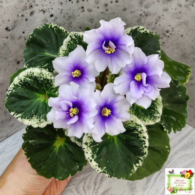 Р-Дурман (В. Зуб) 2020 г. (лист с детками укоренённый)