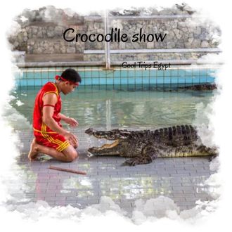 Crocodile and snake show