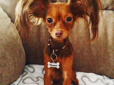 заготовки для брелков, адресники для собак, фурнитура для бижутерии, рукоделие, своими руками