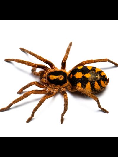 Hapalopus sp. "Columbia Gross"