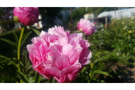 Цветение пионов в 2018 году