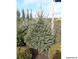 Ель Глаука - Glauca