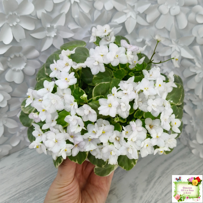 Ва-Банк (Л. Мещерякова) листовая химера (стартер сорт)