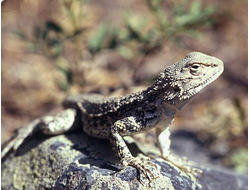 Агама туркестанская (Agama lehmanni или laudakia lehmanni)