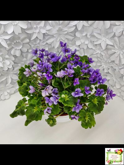 Biscayne Trail (S.Williams) трейлер