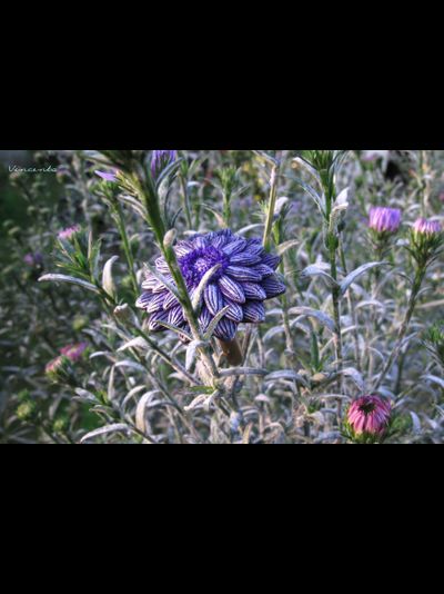 Мистическое кольцо "Цветок Феи Лилак"