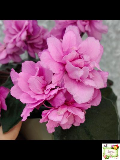 Pink Tulip Gold (японская селекция)