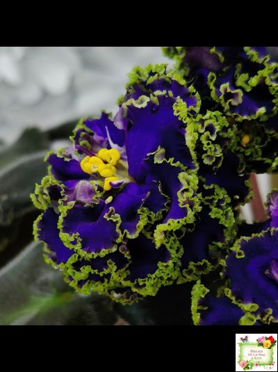 ЕК-Кудри Посейдона (Е.В. Коршунова) 2017 г. (лист посажен 01.11.25)