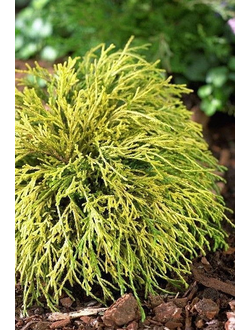 Кипарисовик горохоплодный Sungold