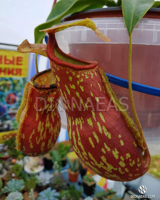 Непентес Гая | Nepenthes Gaya