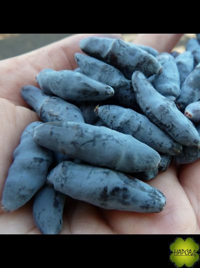 Жимолость "Бакчарский Великан" (супер крупная ягода) саженец 3 года